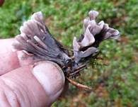 Stinkender Warzenpilz, Foto 13