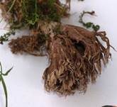 Stinkender Warzenpilz, Foto 23
