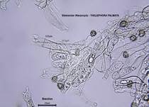 Stinkender Warzenpilz, Foto 30