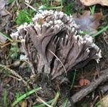 Stinkender Warzenpilz, Foto 9