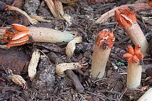 Stinkfingerpilz, Foto 1