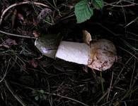Stinkmorchel, Foto 21