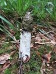 Stinkmorchel, Foto 23