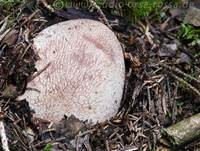 Stinkmorchel, Foto 41
