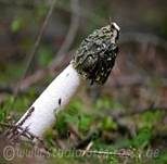 Stinkmorchel, Foto 44