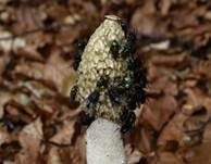 Stinkmorchel, Foto 51
