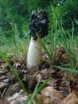 Stinkmorchel, Foto 55