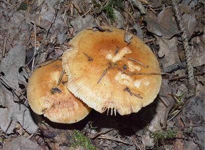 Stinktäubling, Foto 2