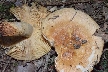 Stinktäubling, Foto 3