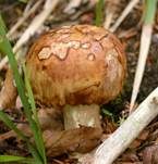 Stinktäubling, Foto 14