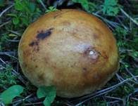 Stinktäubling, Foto 18