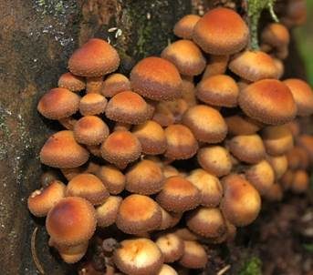 Stockschwämmchen, Foto 2