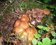 Stockschwämmchen, Foto 15