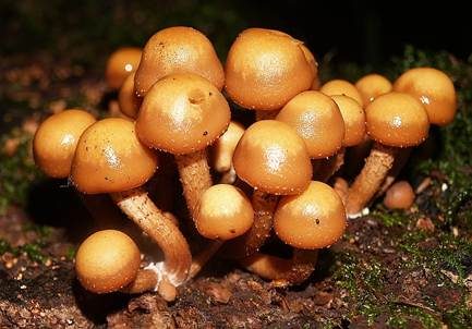 Stockschwämmchen, Foto 4