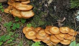 Stockschwämmchen, Foto 29