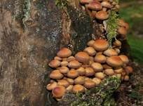 Stockschwämmchen, Foto 30