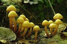 Stockschwämmchen, Foto 39