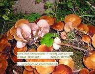 Stockschwämmchen, Foto 42
