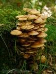 Stockschwämmchen, Foto 43