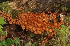 Stockschwämmchen, Foto 47