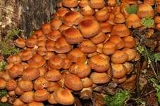 Stockschwämmchen, Foto 49