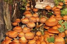 Stockschwämmchen, Foto 50