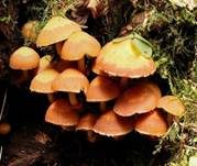 Stockschwämmchen, Foto 57