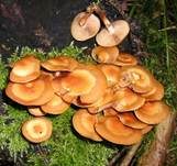 Stockschwämmchen, Foto 8