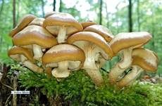 Stockschwämmchen, Foto 64