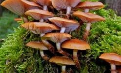 Stockschwämmchen, Foto 66