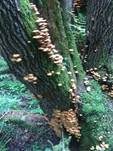 Stockschwämmchen, Foto 68