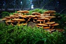 Stockschwämmchen, Foto 71