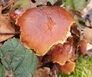 Stockschwämmchen, Foto 77