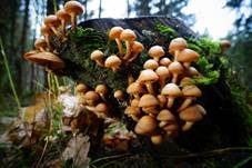 Stockschwämmchen, Foto 78