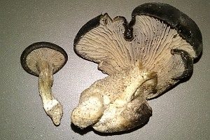 Strandhafer-Muscheling, Foto 1