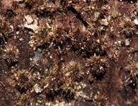Striegeliger Kugelpilz, Foto 7