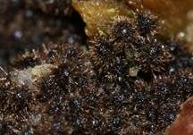 Striegeliger Kugelpilz, Foto 9