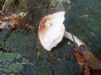 Striegeliger Rübling, Foto 14