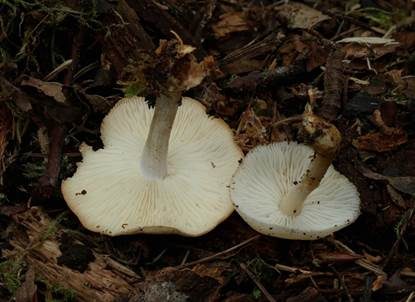 Striegeliger Rübling, Foto 4