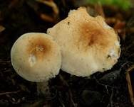 Striegeliger Rübling, Foto 32