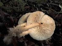 Striegeliger Rübling, Foto 8