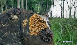 Striegeliger Schichtpilz, Foto 12