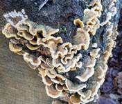 Striegeliger Schichtpilz, Foto 18