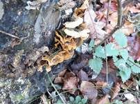 Striegeliger Schichtpilz, Foto 19