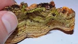 Striegeliger Schichtpilz, Foto 21
