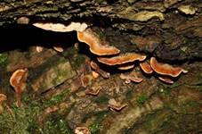 Striegeliger Schichtpilz, Foto 24