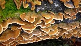Striegeliger Schichtpilz, Foto 26