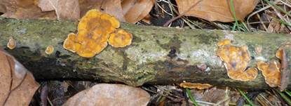 Striegeliger Schichtpilz, Foto 27