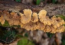 Striegeliger Schichtpilz, Foto 31