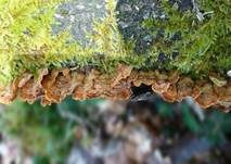 Striegeliger Schichtpilz, Foto 32